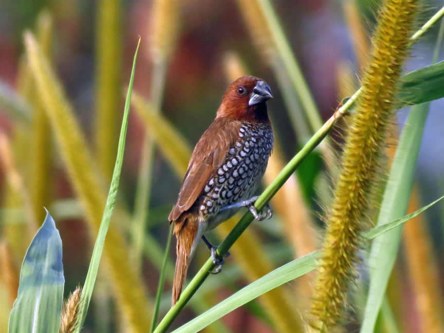 spotted Munia